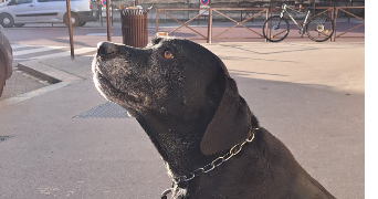 ana dog sitter à VERSAILLES 78000_2