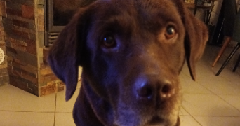 cindy pet sitter à NEUVILLE SUR OISE 95000_2