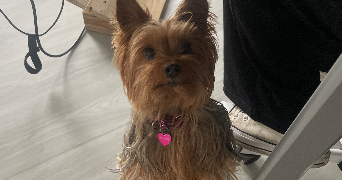 elea pet sitter à FLAVIGNAC 87230_7