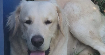 amélie pet sitter à CHATEAU GONTIER SUR MAYENNE 53200_2