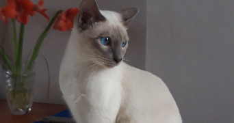 mathilde pet sitter à MARQUETTE LEZ LILLE 59520_1