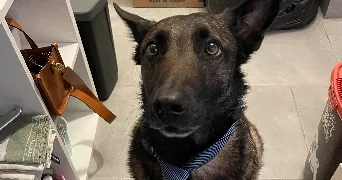wendy pet sitter à Cerons 33720