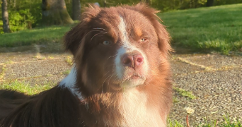 clara pet sitter à HEILLECOURT 54180_2