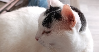 christine pet sitter à LE PRE ST GERVAIS 93310_4
