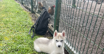 océane pet sitter à LANDAS 59310_1