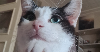 léa pet sitter à ORLEANS 45000_2