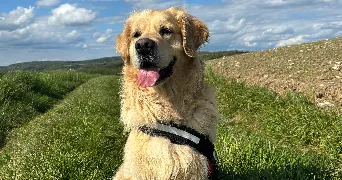 lena pet sitter à MAUREPAS 78310