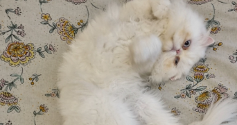 cyrille pet sitter à LUCON 85400_7