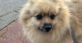 charlene pet sitter à ARQUES LA BATAILLE 76880_3