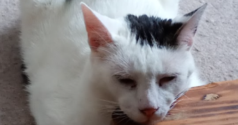 léa pet sitter à CHERBOURG EN COTENTIN 50110_1