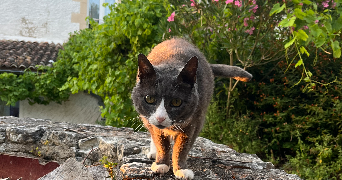 liza pet sitter à STE LUCE SUR LOIRE 44980_3