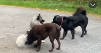 julie pet sitter à LAVAL 53000_8