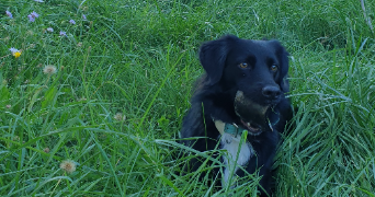 karine pet sitter à APT 84400_2