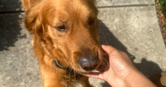 amari pet sitter à SANNOIS 95110_2