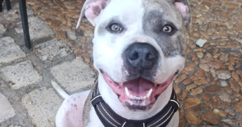lina pet sitter à PERIGUEUX 24000_1