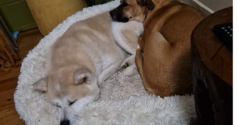 maïwen pet sitter à BELFORT 90000_1