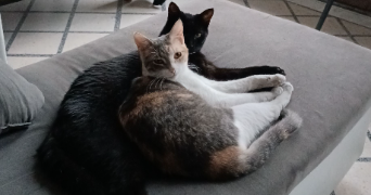 sarah pet sitter à VILLEJUIF 94800_3