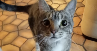 angèle pet sitter à LANNION 22300_3