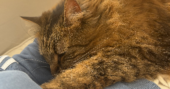 gabrielle pet sitter à LILLE 59000_3