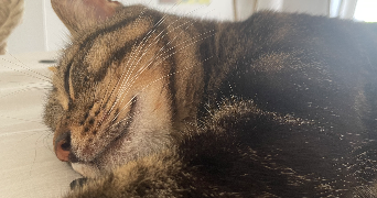 julie pet sitter à DIJON 21000_1