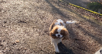 anaelle pet sitter à FONTENAY AUX ROSES 92260_2