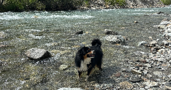 emilie pet sitter à CABRIES 13480_0
