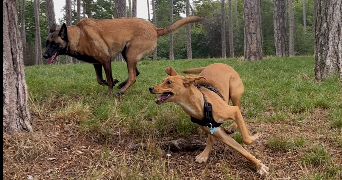 lara pet sitter à CLAMART 92140_3