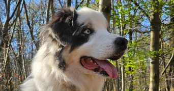 melissa pet sitter à MEUDON 92190_2