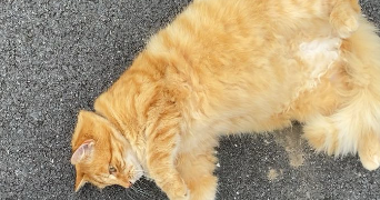 emma pet sitter à LORIENT 56100_1