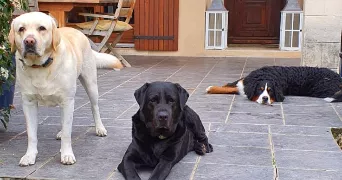 coralie pet sitter à L ISLE SUR LA SORGUE 84800