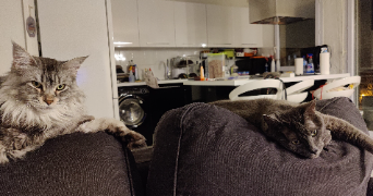 anouk pet sitter à MARSEILLE 12 13012_1