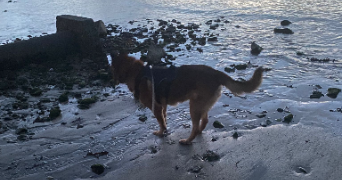 laetitia pet sitter à ROSCOFF 29680_6