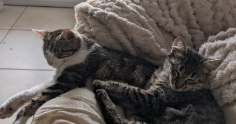 noé cat sitter à béziers 34500_3
