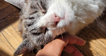 aminata pet sitter à PARIS 18 75018_10
