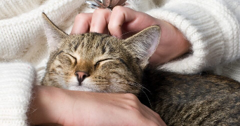 marie pet sitter à CASTILLON D ARTHEZ 64370_1