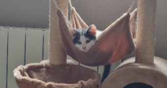 delphine pet sitter à ORVILLERS SOREL 60490_2