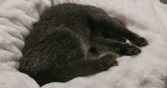 lucie pet sitter à ANGERS 49000_2