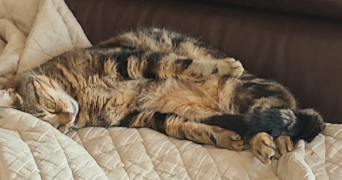 sidonie pet sitter à DURRENBACH 67360_3