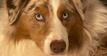 emilie pet sitter à MARMAGNE 18500_6