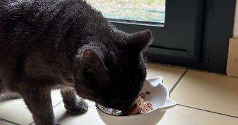 chléa pet sitter à NANTES 44300_5