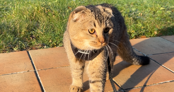 albane pet sitter à CLAMART 92140_3