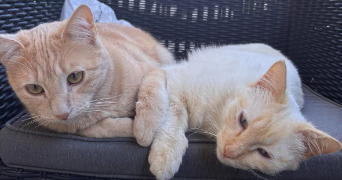 marine pet sitter à PRIVAS 07000_3