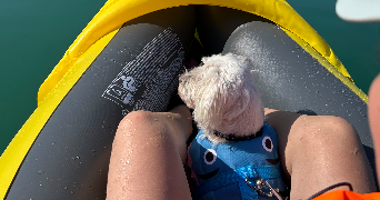 océane pet sitter à ST MARTIN EN BRESSE 71620_1
