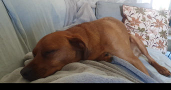 marine pet sitter à VINCENNES 94300_5