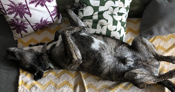 sarah pet sitter à TOULOUSE 31200_5