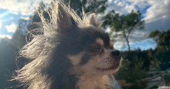emilie pet sitter à ST CYR SUR MER 83270_3