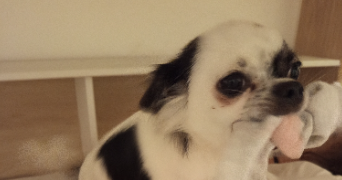 mignellie pet sitter à PAU 64000_6