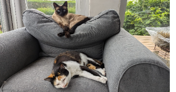 clémentine pet sitter à ECKBOLSHEIM 67201_7