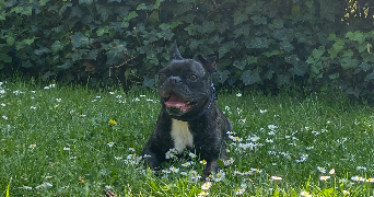 caroline pet sitter à LE PLESSIS ROBINSON 92350_1