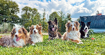 charlène dog sitter à DOMMARTIN 69380_2